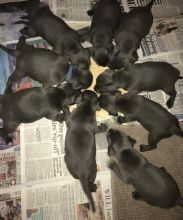 Cute Staffordshire Bull Terrier Puppies for Sale Image eClassifieds4u 4