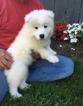 Gorgeous Samoyed Puppies for Sale Image eClassifieds4u 3