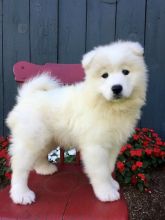 Gorgeous Samoyed Puppies for Sale Image eClassifieds4u 2
