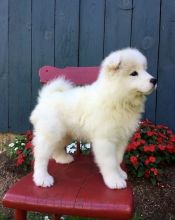 Gorgeous Samoyed Puppies for Sale Image eClassifieds4u 1