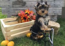 Lovely Yorkshire Terrier Puppies for Sale Image eClassifieds4u 2