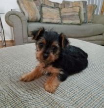 Lovely Yorkshire Terrier Puppies for Sale Image eClassifieds4u 3