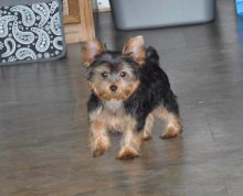 Lovely Yorkshire Terrier Puppies for Sale Image eClassifieds4u 4