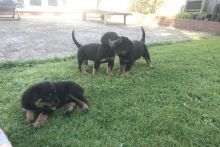 Pure Bred Rottweiler Puppies looking for new homes Image eClassifieds4u 4