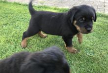 Pure Bred Rottweiler Puppies looking for new homes Image eClassifieds4u 3