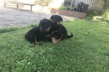 Pure Bred Rottweiler Puppies looking for new homes Image eClassifieds4u 2