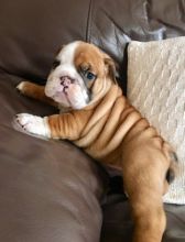 Stunning English Bulldog Puppies For Sale Image eClassifieds4u 4