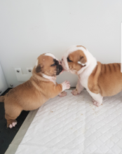 Stunning English Bulldog Puppies For Sale Image eClassifieds4u 3