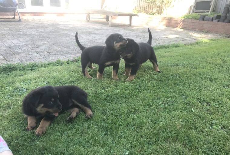 Pure Bred Rottweiler Puppies looking for new homes Image eClassifieds4u