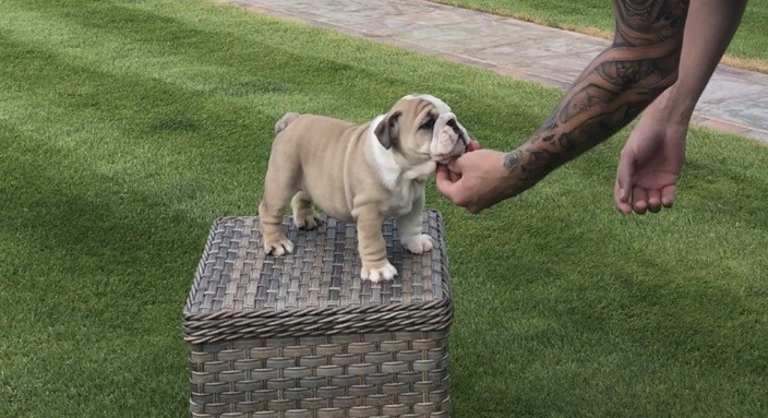 Stunning English Bulldog Puppies For Sale Image eClassifieds4u