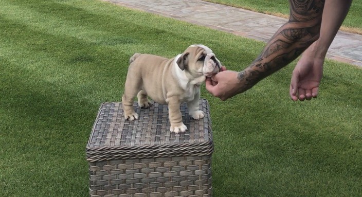 View Image 2 for Stunning English Bulldog Puppies For