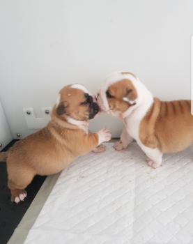 Stunning English Bulldog Puppies For Sale Image eClassifieds4u