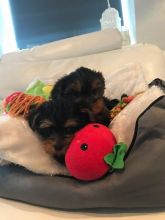 Male and female yorkie puppies.