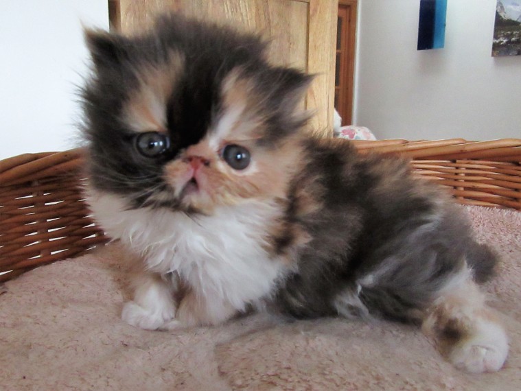 Calico persian kittens available Image eClassifieds4u