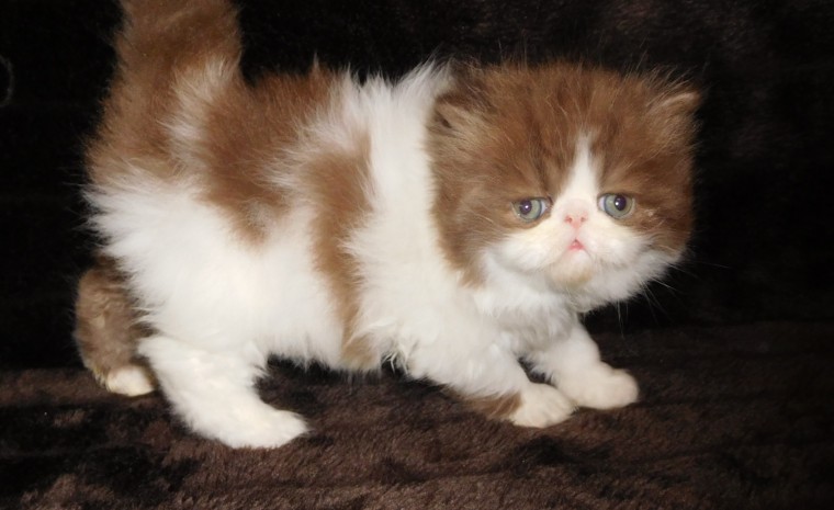 Calico persian kittens available Image eClassifieds4u