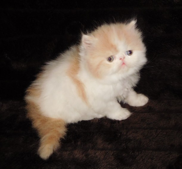 Calico persian kittens available Image eClassifieds4u