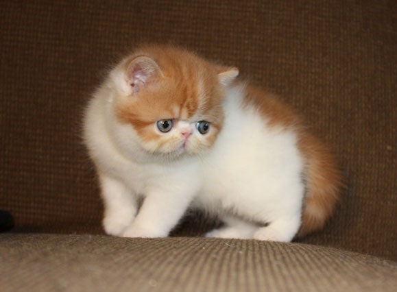 Calico persian kittens available Image eClassifieds4u