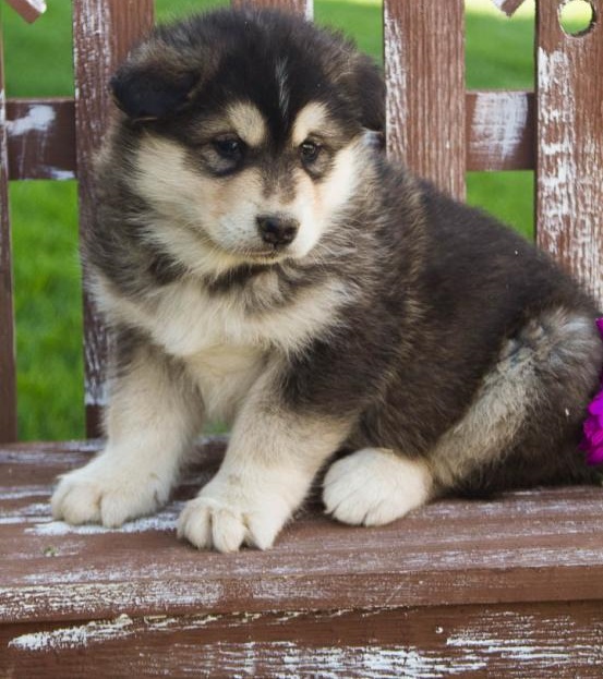 Charistmatic Male and Female Alaskan Malamute Puppies For Adoption Image eClassifieds4u