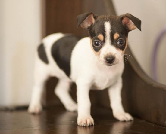 Smart Ckc Reg Chihuahua Puppies Image eClassifieds4u