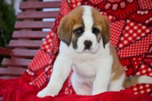 Astonishing Saint Bernard Puppies For Adoption