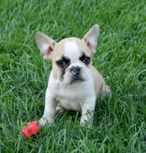 Celebrity French Bulldog Puppies For A Good Homes