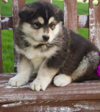 Charistmatic Male and Female Alaskan Malamute Puppies For Adoption