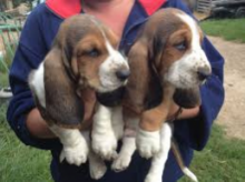 Cute Purebred Basset Hound Puppies Available