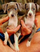 Energetic Italian Greyhound Puppies Available For Adoption