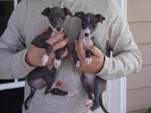 Pedigree Italian Greyhound Puppies Ready For A Forever Home
