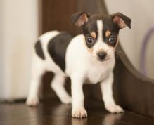 Smart Ckc Reg Chihuahua Puppies