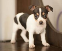 CHARMING Chihuahua Puppies for New Home.