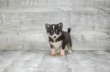 Absolutely Healthy, Cute and Super Lovely Pomsky Puppies