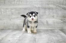 Absolutely Healthy, Cute and Super Lovely Pomsky Puppies