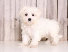 Adorable outstanding Maltese puppies for pet loving homes