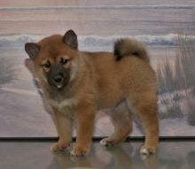 Cute Shiba Inu Puppies Seeking A New And Forever Home.