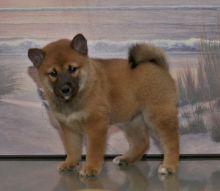 Cute Shiba Inu Puppies Seeking A New And Forever Home.