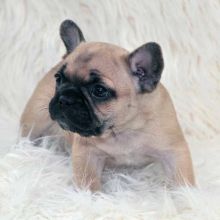 FANTASTIC FRENCH BULLDOG PUPPIES AVAILABLE FOR LOVING FAMILIES