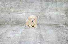 GORGEOUS TOY POODLE PUPPIES FOR GREAT HOMES
