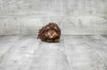 GORGEOUS TOY POODLE PUPPIES FOR GREAT HOMES