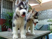 HOME RAISED MALE AND FEMALE SIBERIAN HUSKY PUPPIES