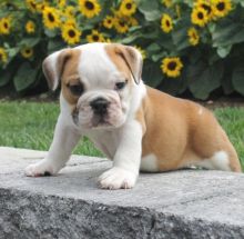 Super Cute English Bulldog Puppies For New Homes