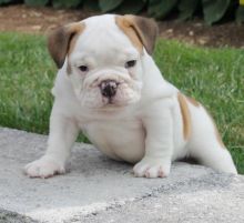 Super cute English Bulldog Puppies for Rehoming