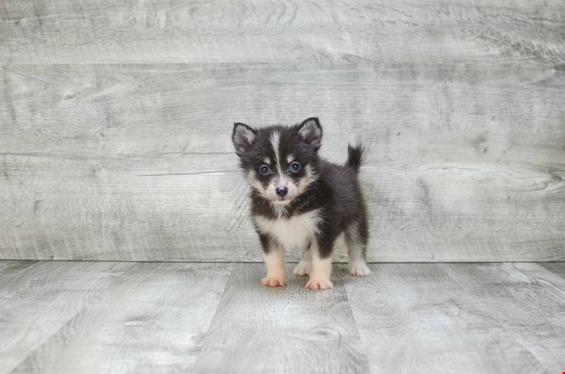 Absolutely Healthy, Cute and Super Lovely Pomsky Puppies Image eClassifieds4u