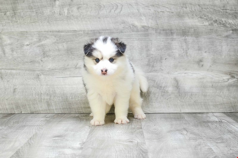 Absolutely Healthy, Cute and Super Lovely Pomsky Puppies Image eClassifieds4u