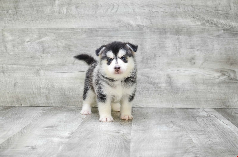 Absolutely Healthy, Cute and Super Lovely Pomsky Puppies Image eClassifieds4u
