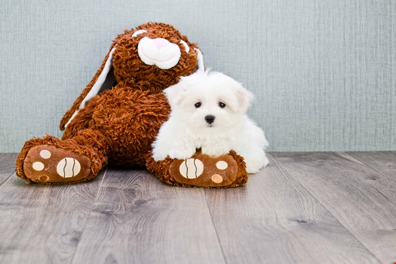Adorable outstanding Maltese puppies Image eClassifieds4u