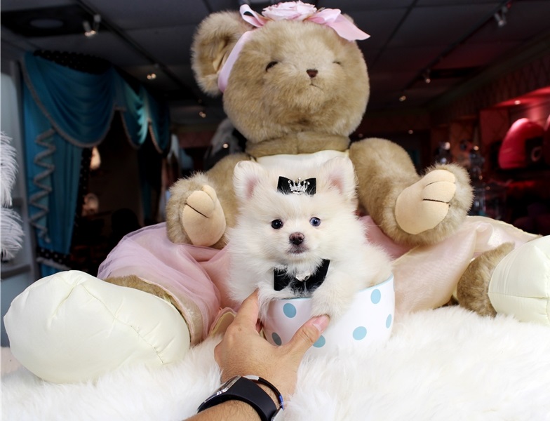 Amazingly stunning Teacup Pomeranian Puppies Availabe For New Homes Image eClassifieds4u