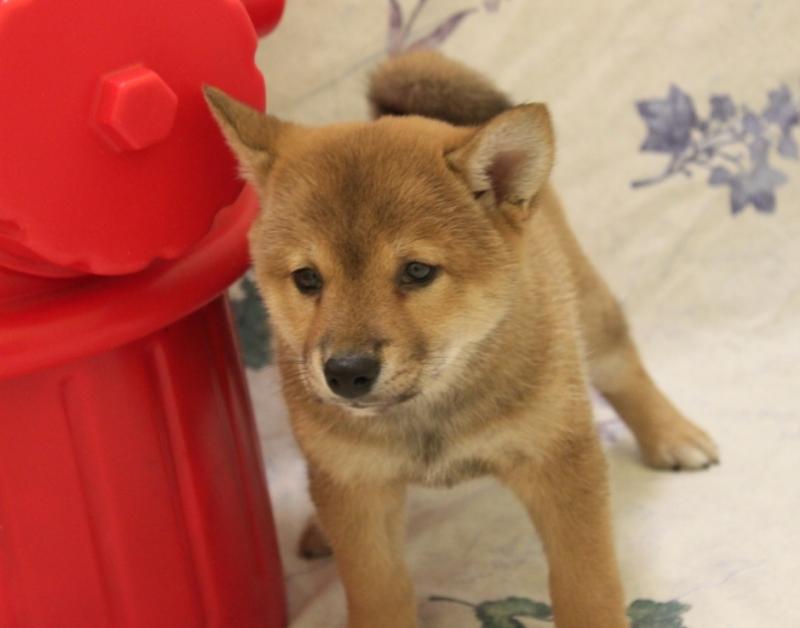 Cute Shiba Inu Puppies Seeking A New And Forever Home. Image eClassifieds4u