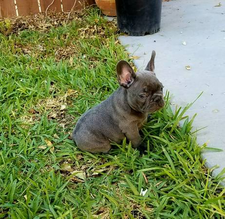 FANTASTIC FRENCH BULLDOG PUPPIES AVAILABLE FOR LOVING FAMILIES Image eClassifieds4u