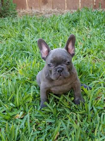 FANTASTIC FRENCH BULLDOG PUPPIES AVAILABLE FOR LOVING FAMILIES Image eClassifieds4u